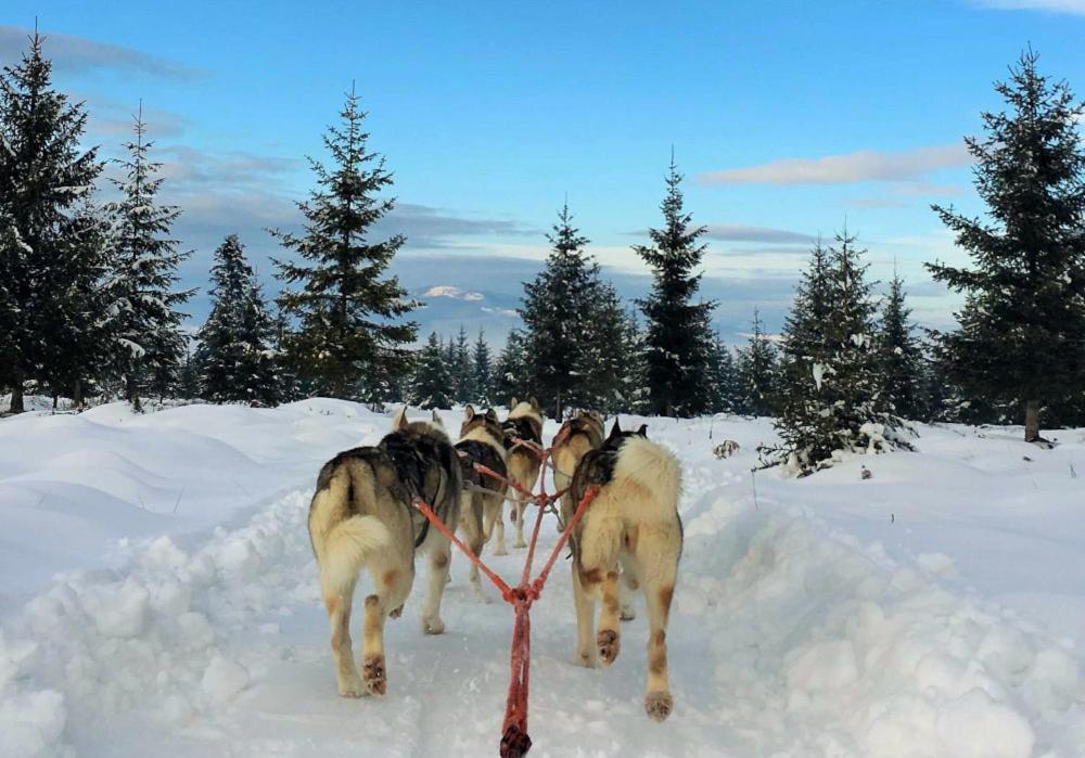 Csiki Hotel Miercurea Ciuc Eksteriør billede